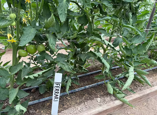 tomato plants with green leaves and green fruits