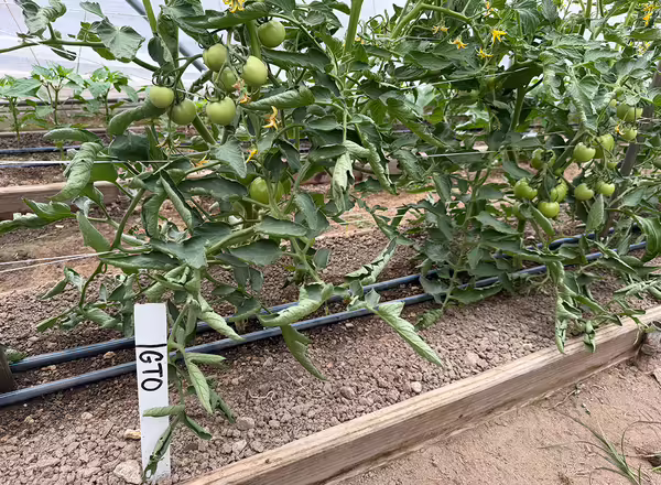 tomato plants with lots of green fruits