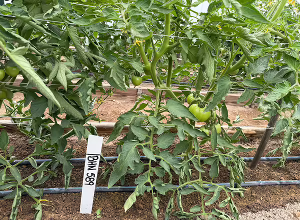 green tomato plants in a row with small green fruit