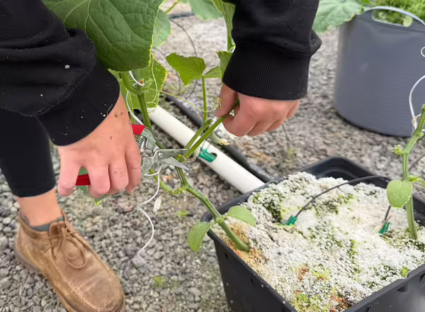 person using pruners to clip off part of cucumber plant growing out of pot