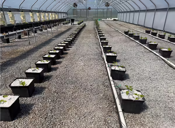 Rows of plants in a greenhouse