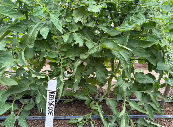 tomato plants with lots of dark green leaves