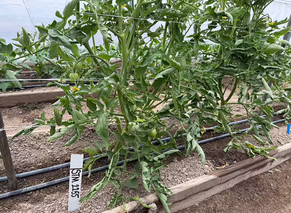 tomato plants with green leaves and small green fruits