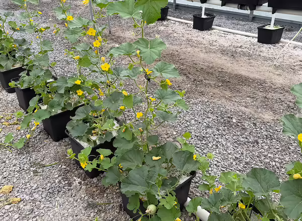 green plants with yellow flowers growing out of pots inside high tunnel