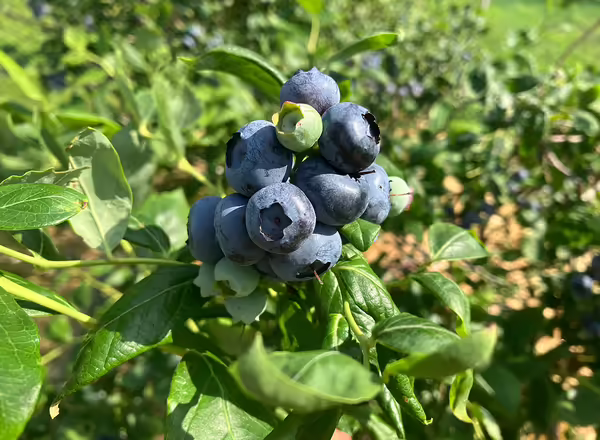 ripe blueberries on plant