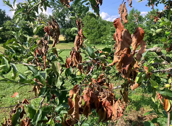 apple tree with several branches with brown wilted leaves