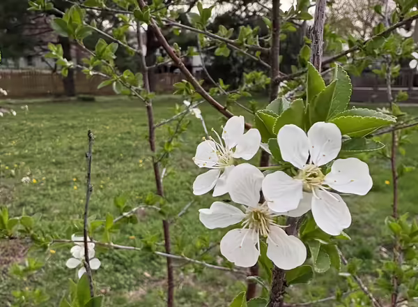 A close-up of a tree with white flowers