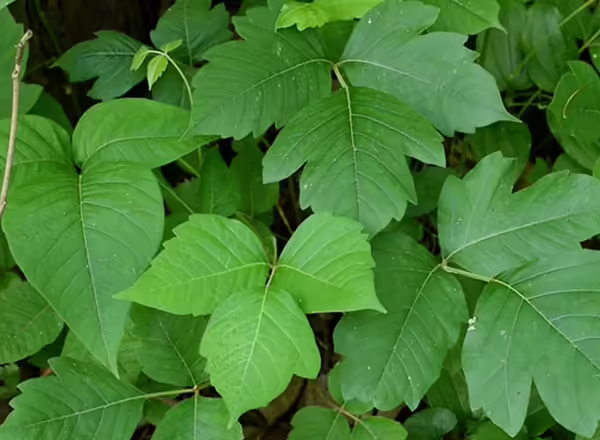 four poison ivy leaves, each showing a different varation of shape and color