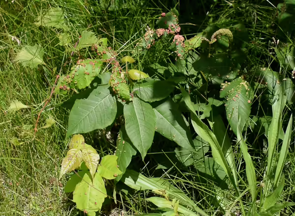 Poison ivy with colorful reddish galls on its leaflet surface. it is growing along a roadside in full sun