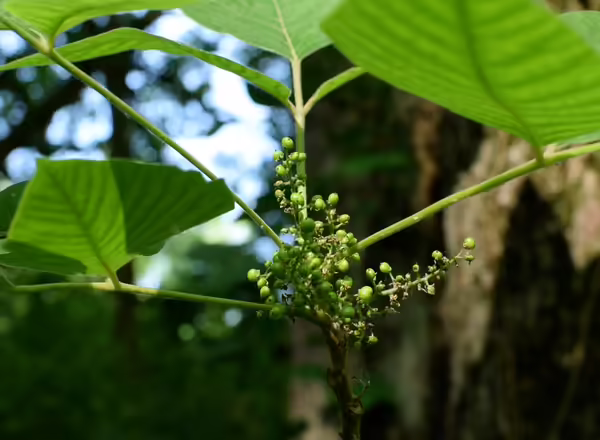 Unripe green poison ivy berries on a poison ivy plant in the forest