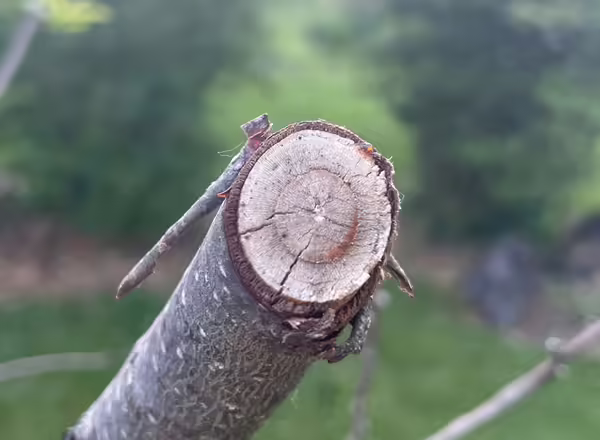 A close up of a cross section of a peach branch that is dead due to winter damage.