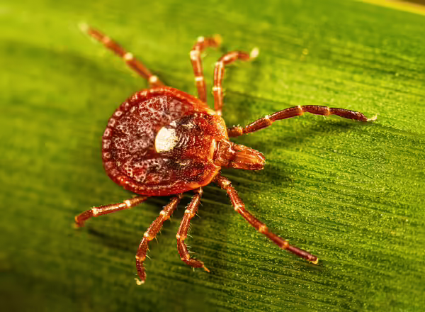 adult female lone star tick