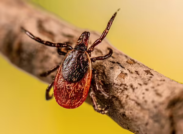 adult female blacklegged tick