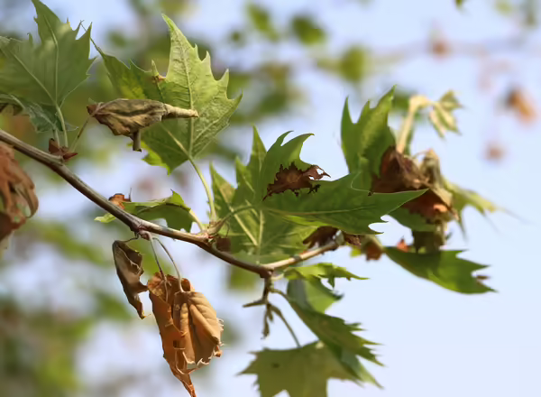 Close-up of Sycamore leaf infected with Anthracnose