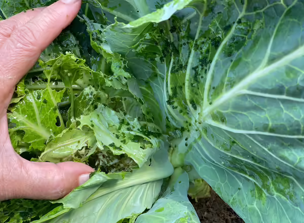 Hand lifts a cabbage leaf, to reveal black frass and eating holes