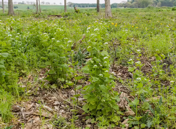 A field of invasive garlic mustard