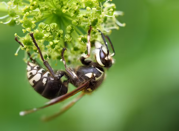 Bald-faced hornet