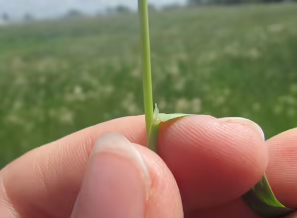 hand holding grass leaf back from stem