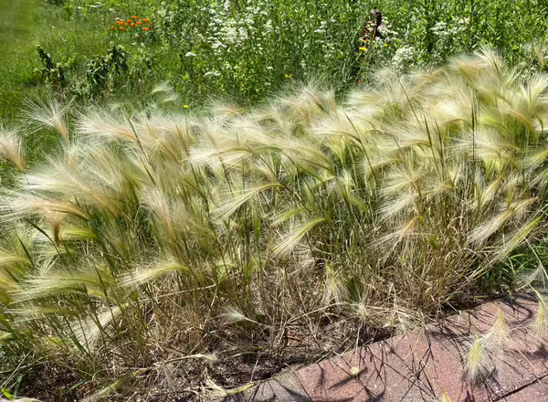 clump of squirreltail barley in lawn