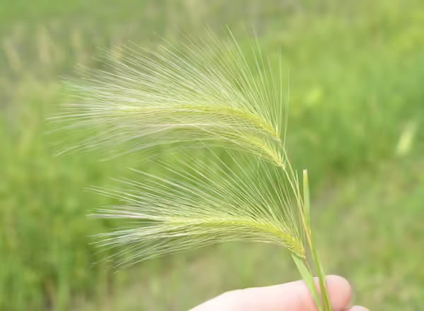 hand holding squirreltail barley in bloom