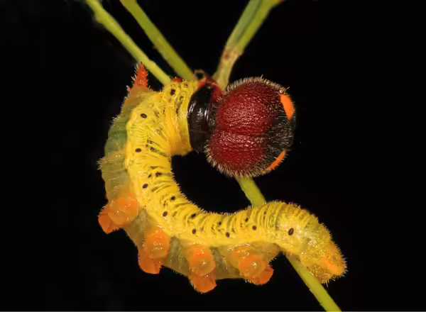skipper caterpillar