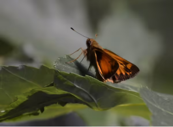 skipper butterfly on leaf