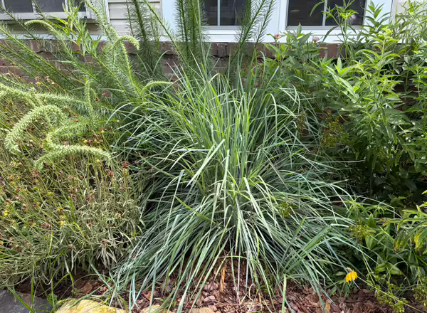 little bluestem in a pollinator garden