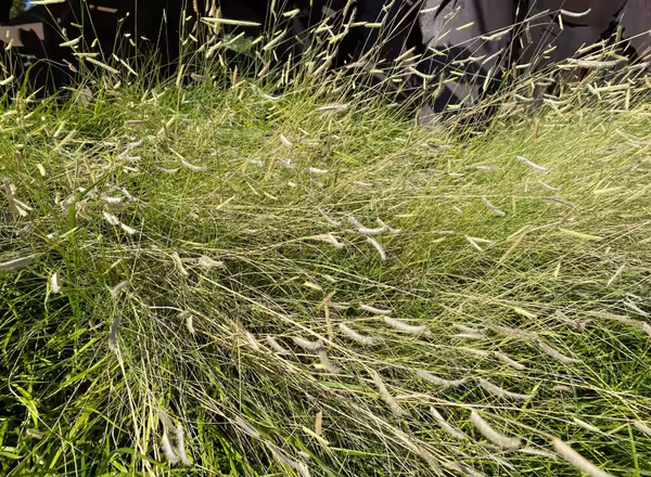 blue grama grass