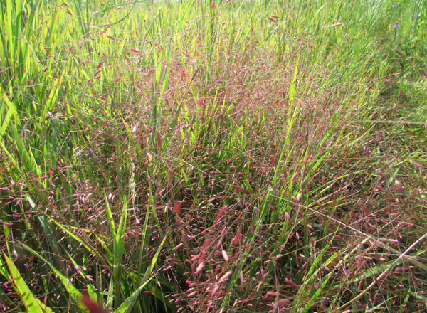 purple lovegrass