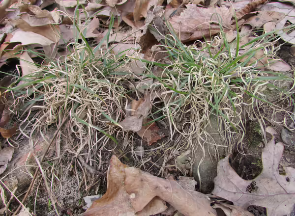 Poverty Oat Grass
