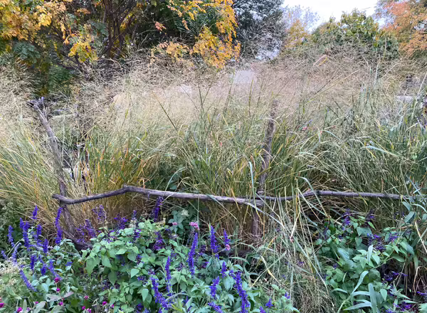 Switchgrass behind a fence