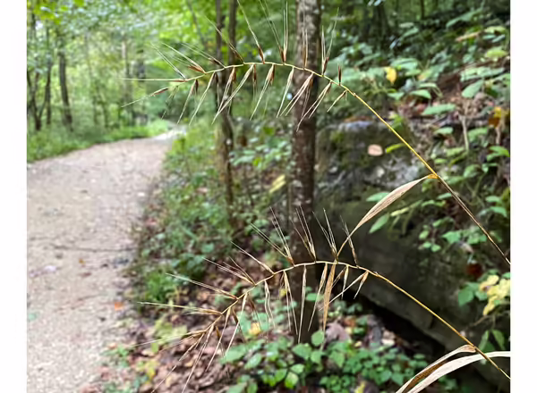 Bottlebrush Grass