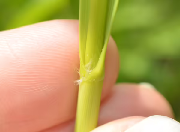 hand holding grass stem