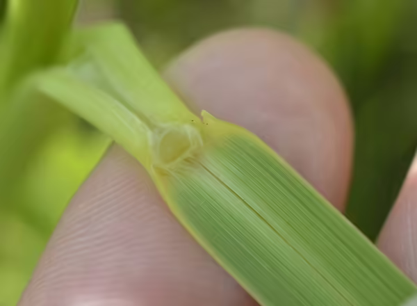 hand holding grass blade back to show ligule