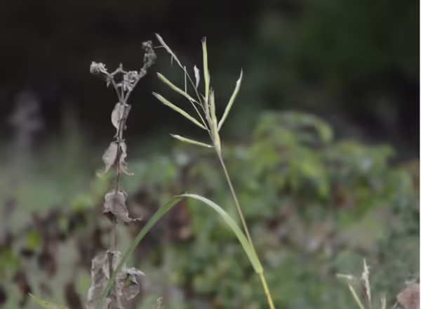 inflorescence of prairie cordgrass