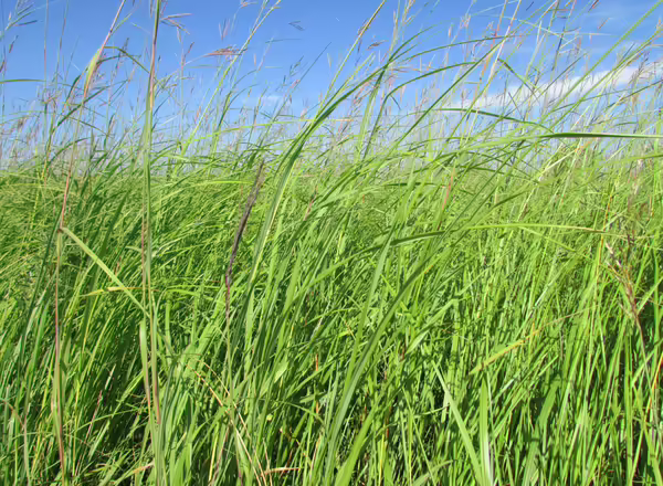 monoculture of prairie cordgrass in bloom