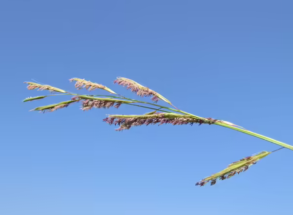 inflorescence of prairie cordgrass