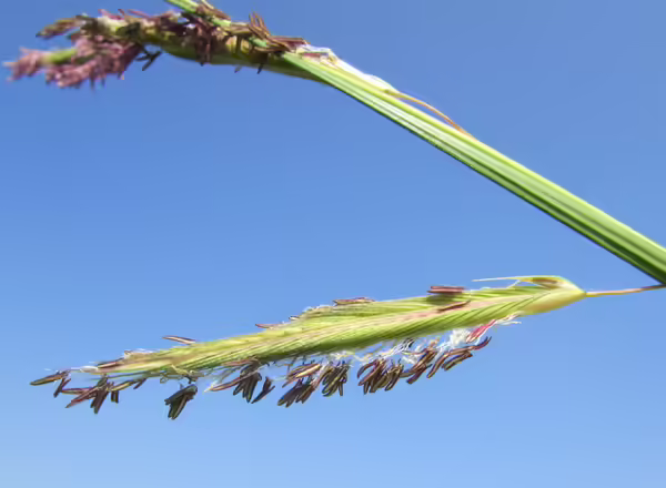 inflorescence of prairie cordgrass