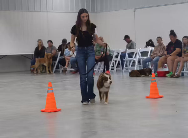4-H youth works with her dog to navigate cone obstacle as part of the obedience competition.