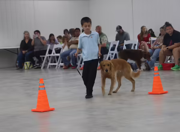 4-H youth navigates his dog through the obedience course.
