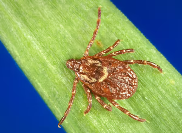 female, American dog tick