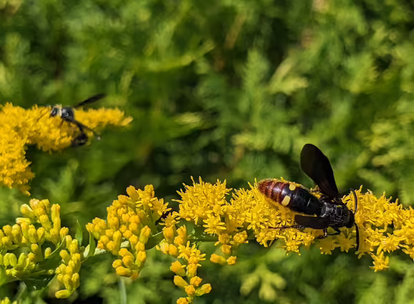 a scoliid wasp on goldenrod