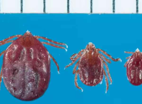 Three Asian longhorn ticks in three different sizes