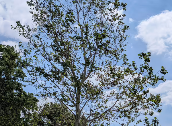 Sycamore tree infected with Anthracnose