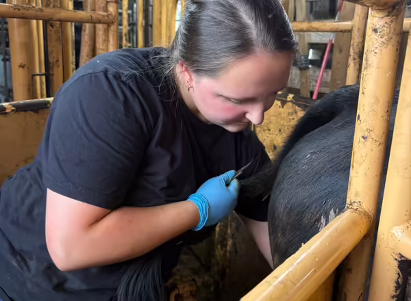 A woman stands over an animal held in a chute, she is examining the animal for ticks and her blue glove is visible