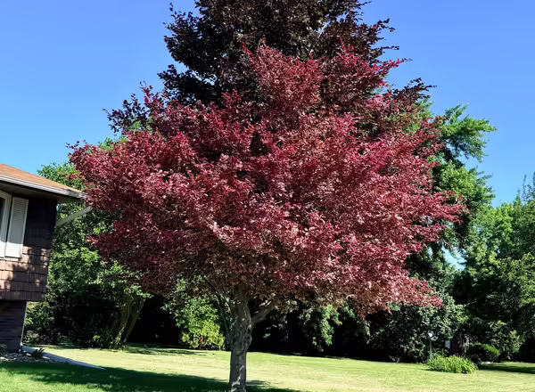 purple leave beech tree in yard bottom half is variegated top has reverted