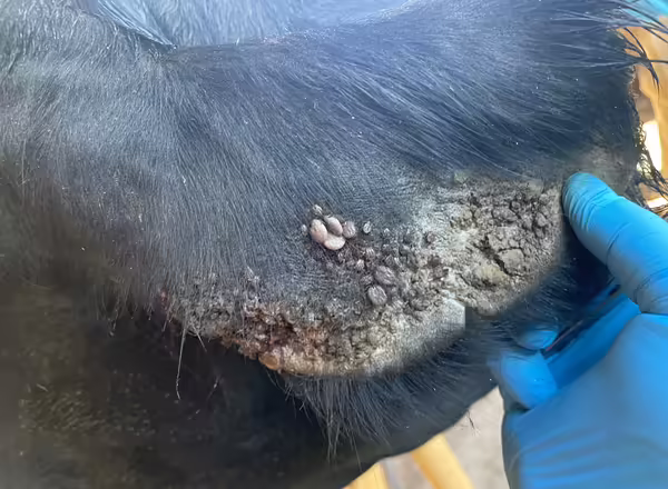 Longhorn ticks are visible on a cow's ear
