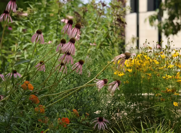 a native garden featuring a taller display of native perennial flowers 