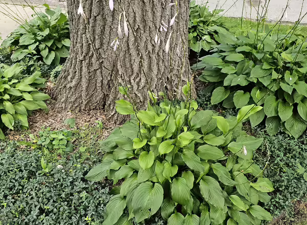 hostas at the base of a tree in the parkway