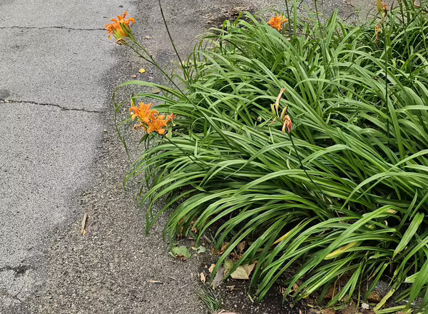 tiger lilies encroaching on a street
